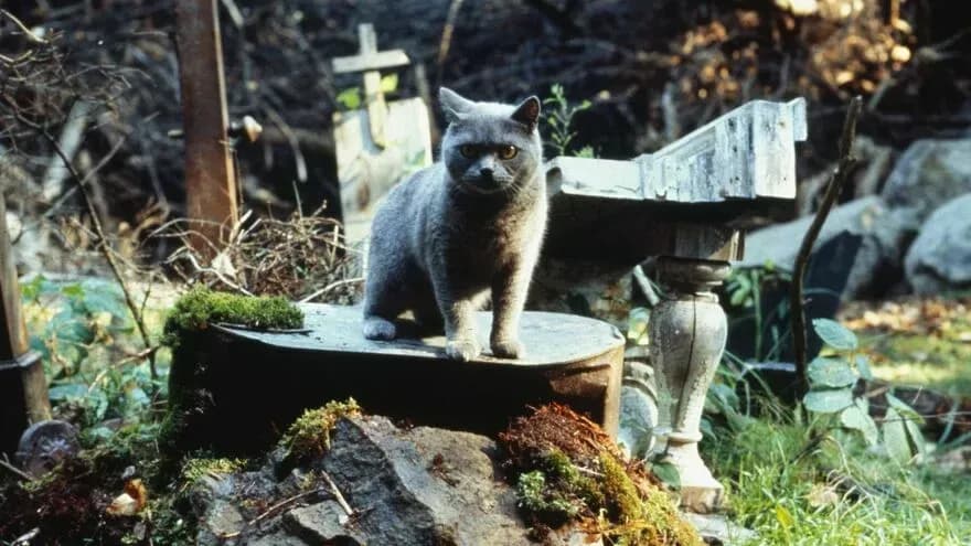 Pet Sematary (1989)